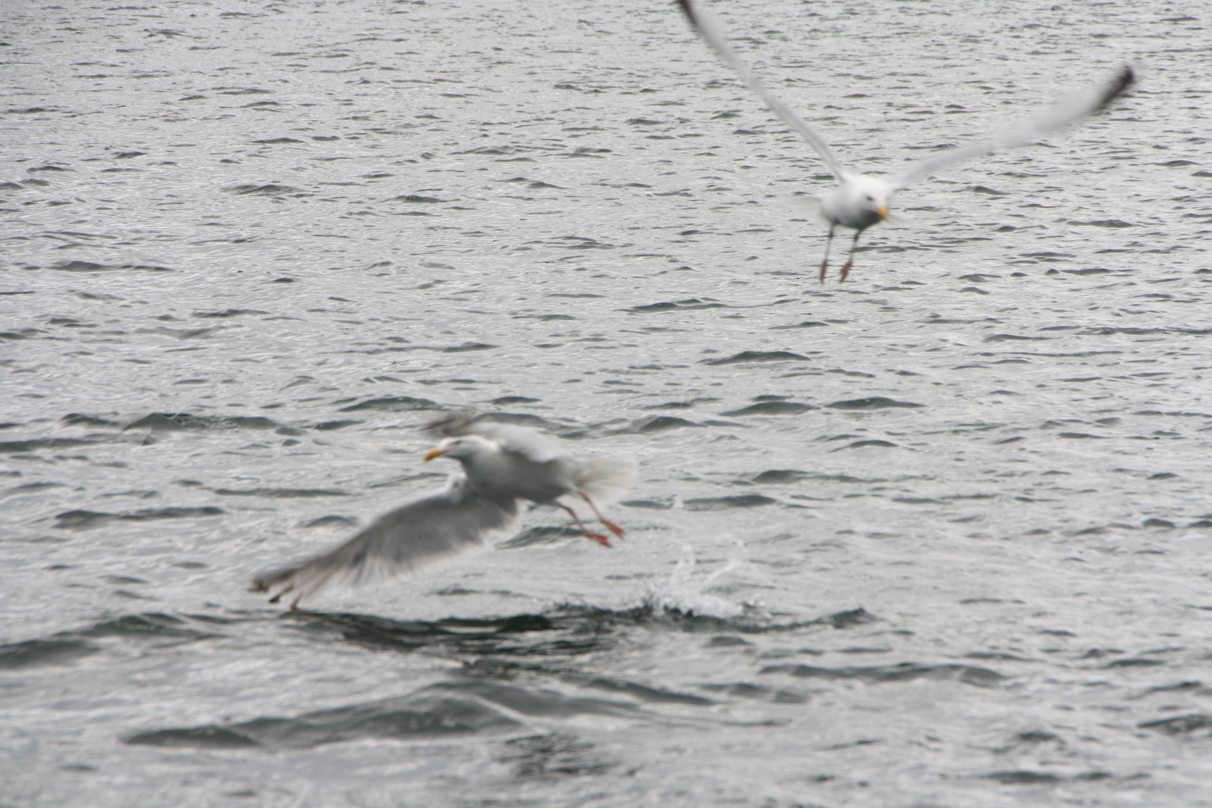 Seagull