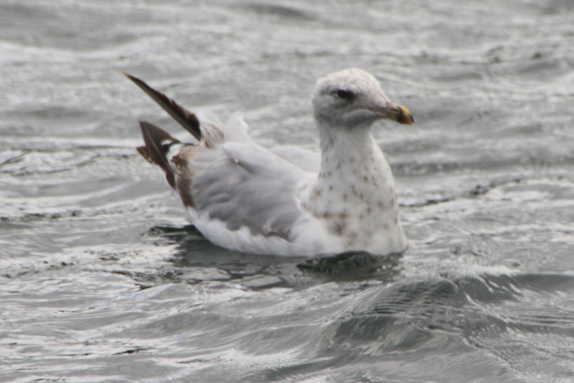 Seagull