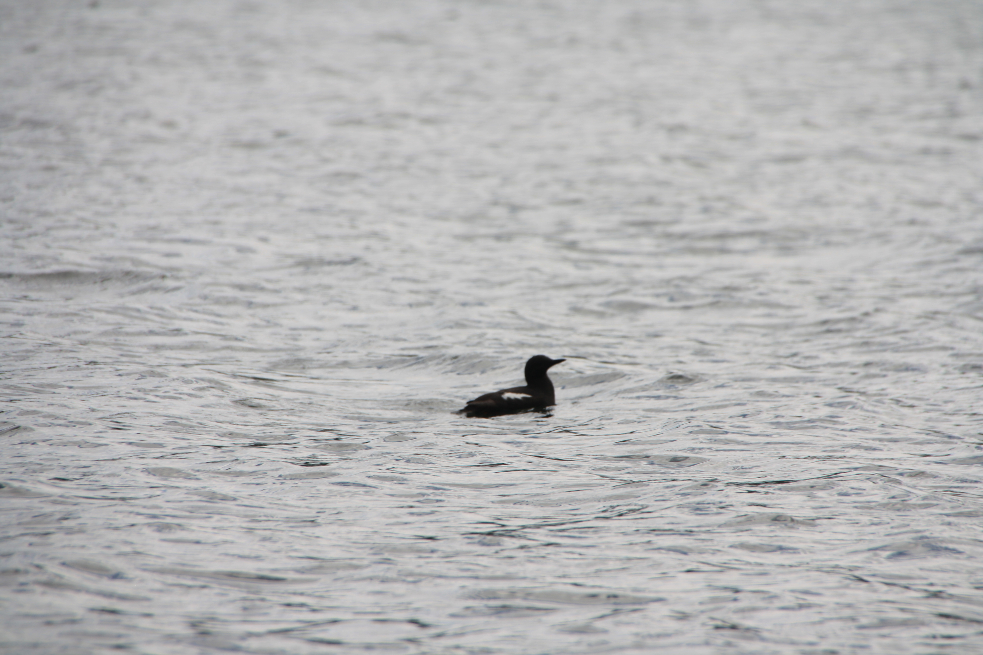 Other bird