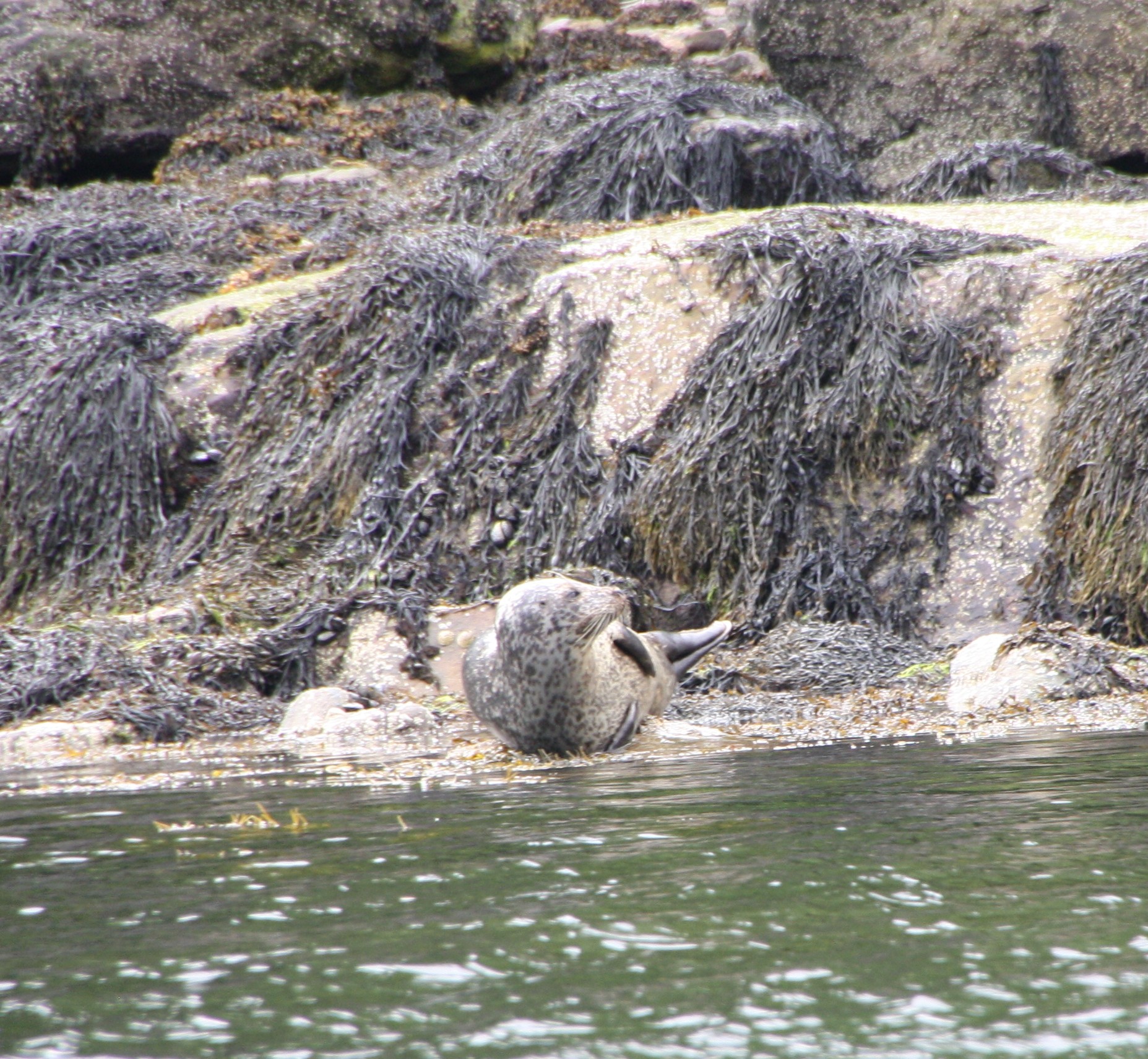Seals