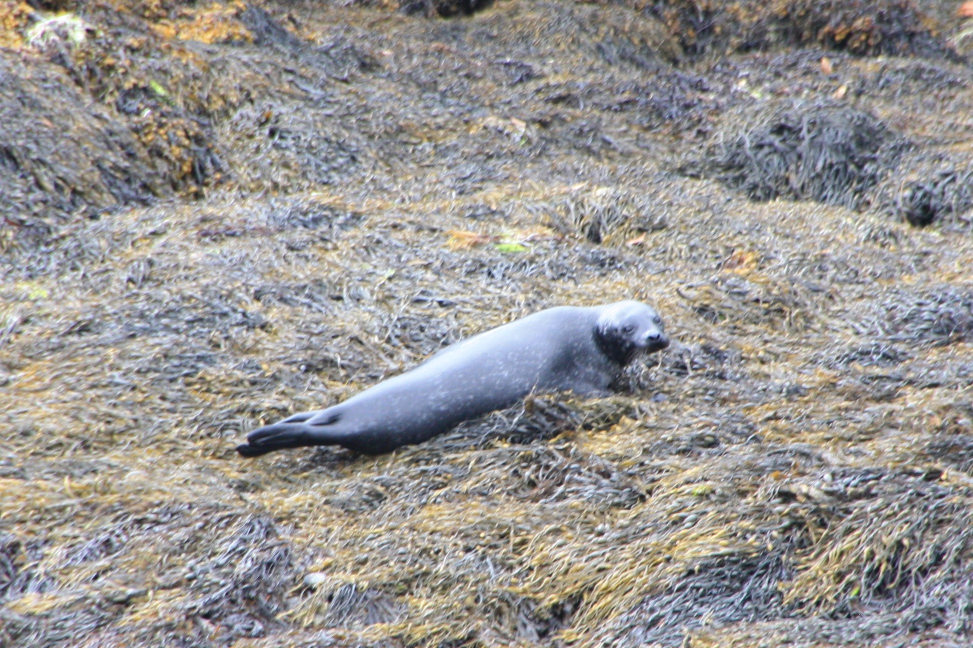 Seals
