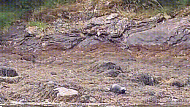 Seal poking their face out of the water