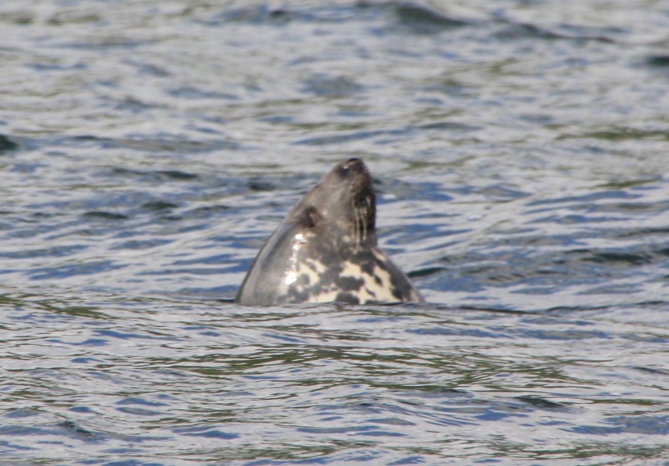 Seal poking their face out of the water