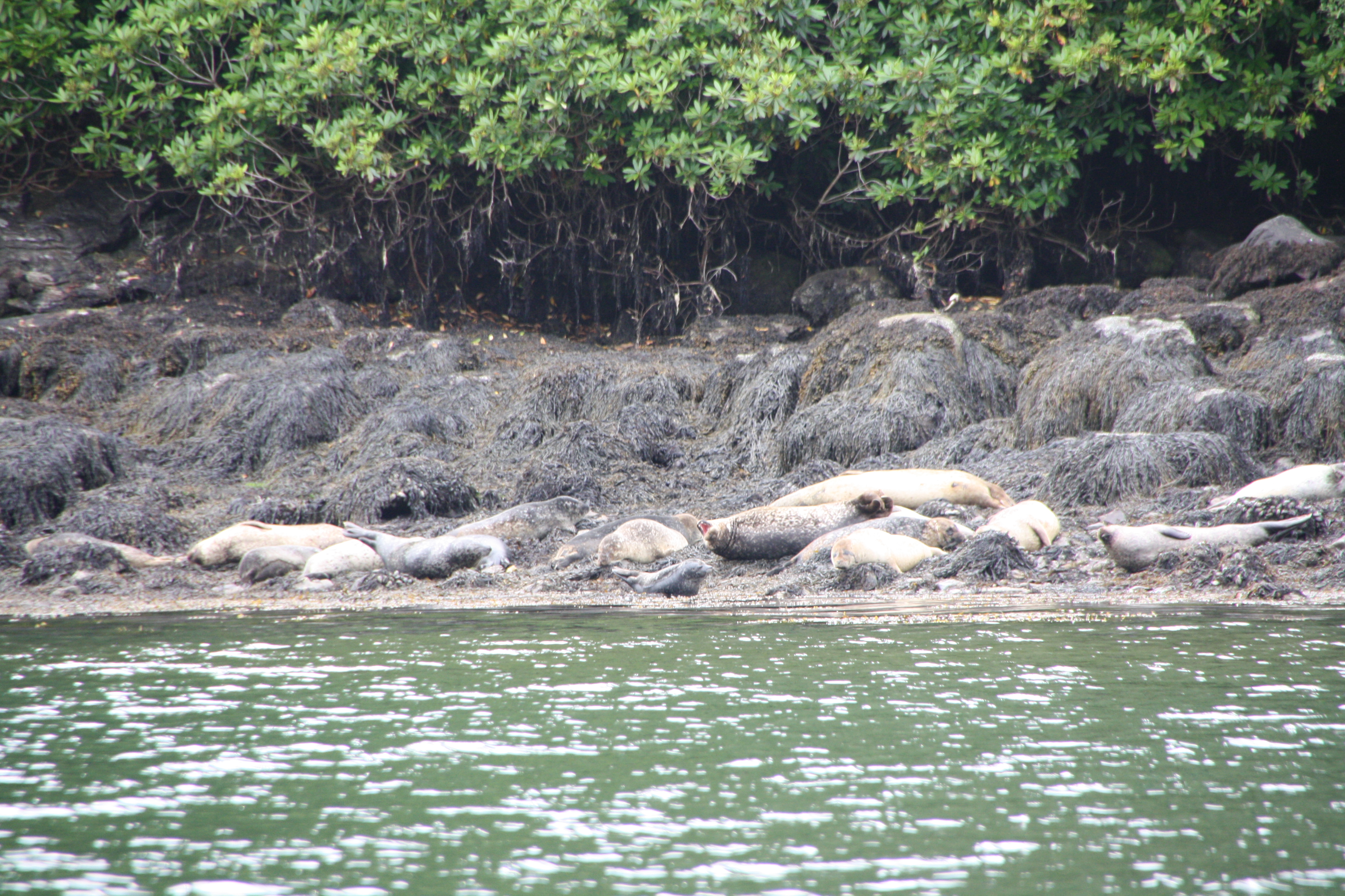 Seals