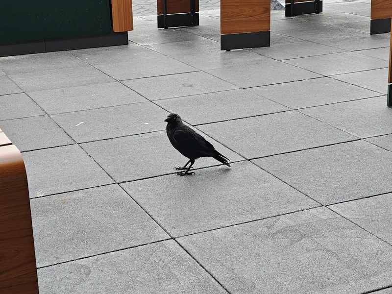 A bird!